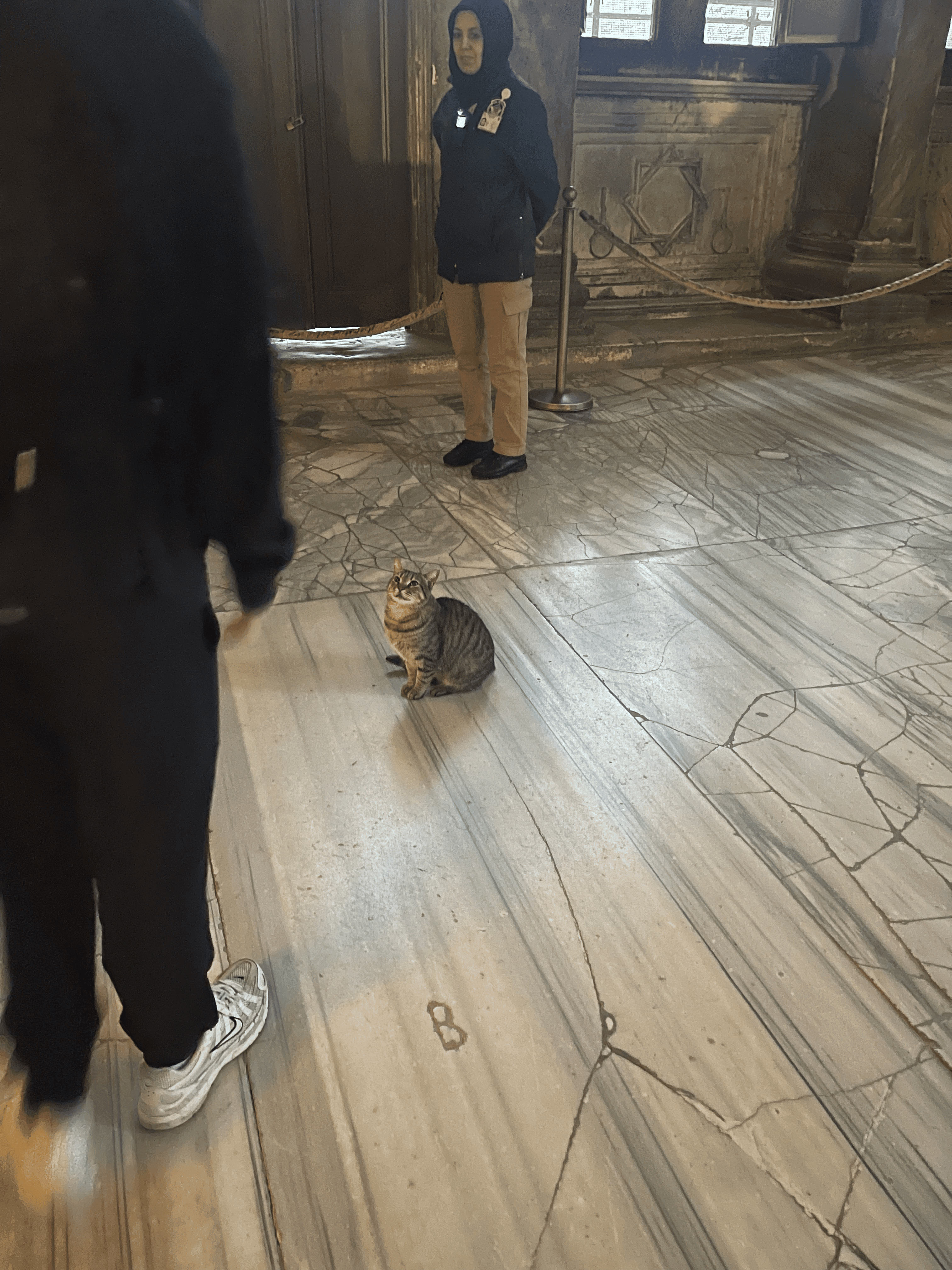 Cat Event 2022